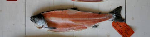 httpswww.saveur.comsitessaveur.comfilesimport2008images2008-05634-112_know_your_salmon_3_480.jpg