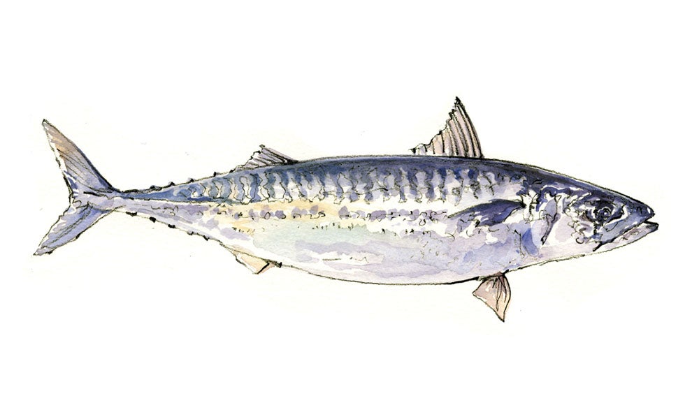 "mackerel