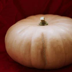 Cheese Pumpkin