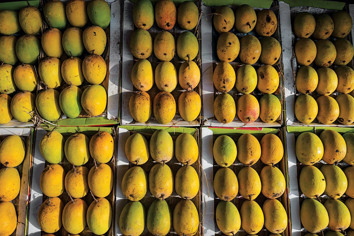 Mango: King of Fruits