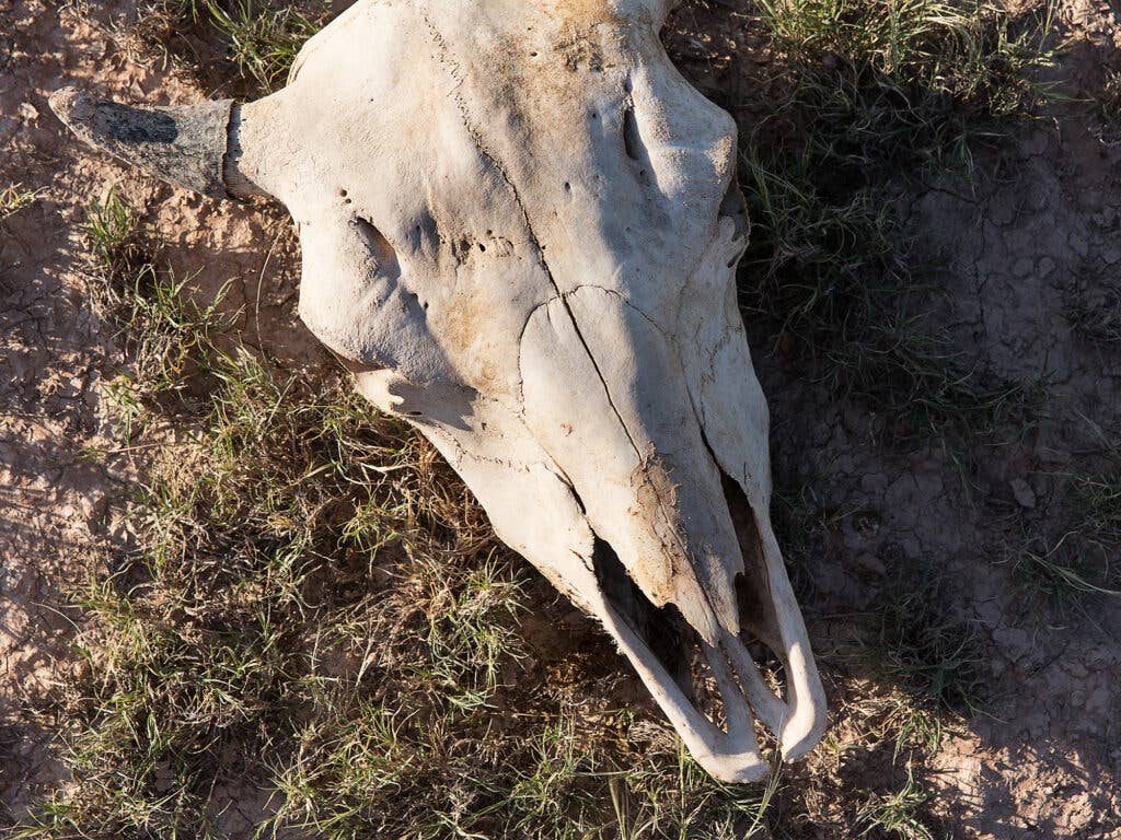 Buffalo Skull