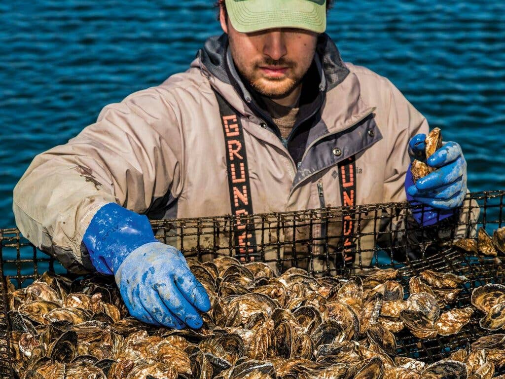 Mark Pagano sorts a tray of oysters