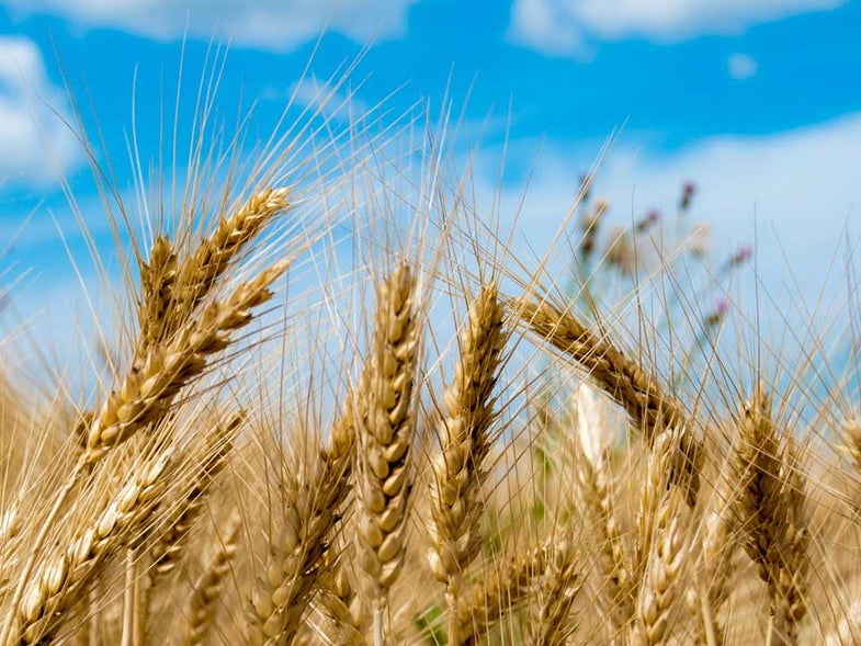 Wheat