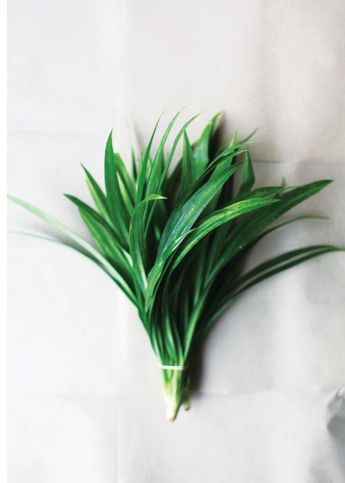 feature-blades-of-glory-pandan-grass-500x700-i166