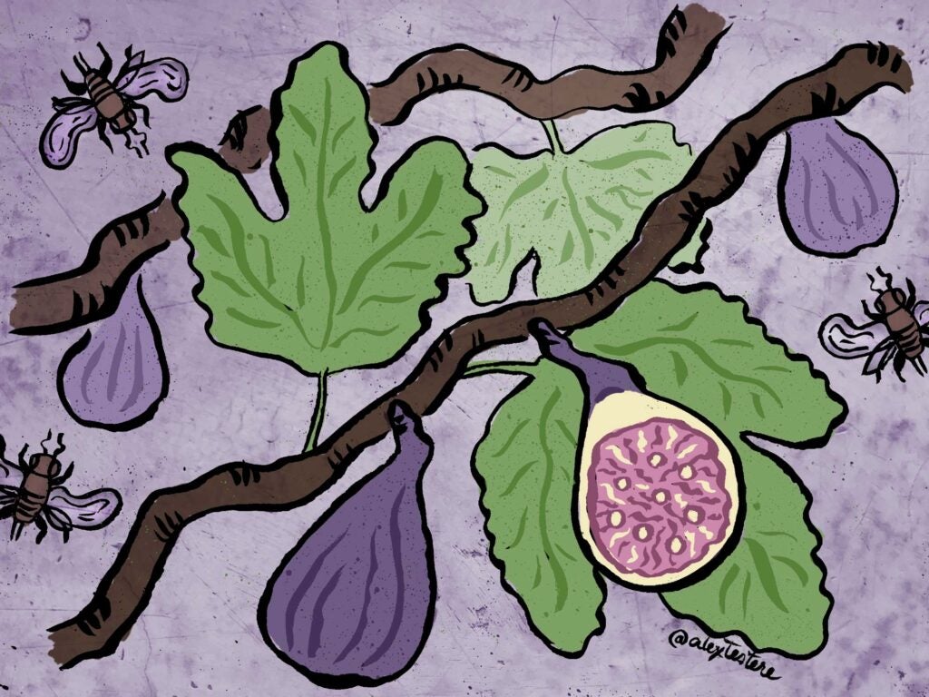 figs