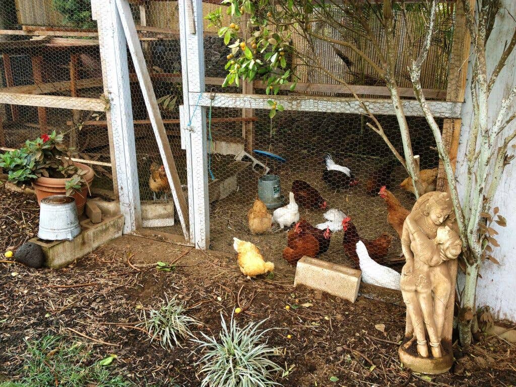 Amy Ferguson Garden Chicken