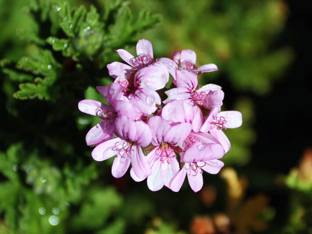 Rose-scented geranium