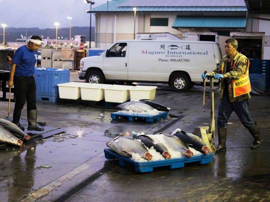 honolulu fish auction