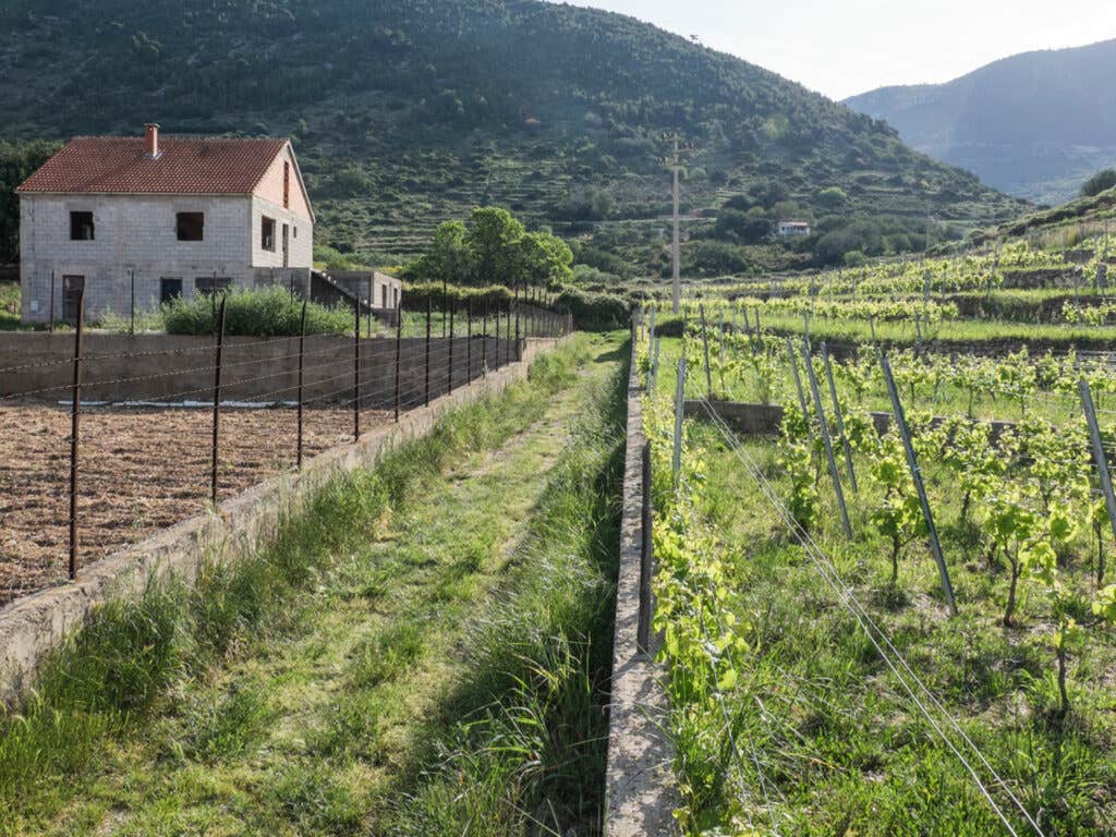Vinyard in Vis, Croatia