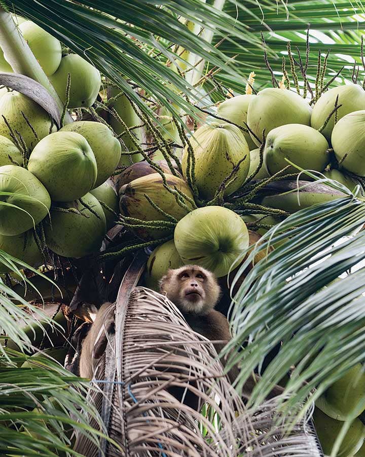 monkey farming coconuts