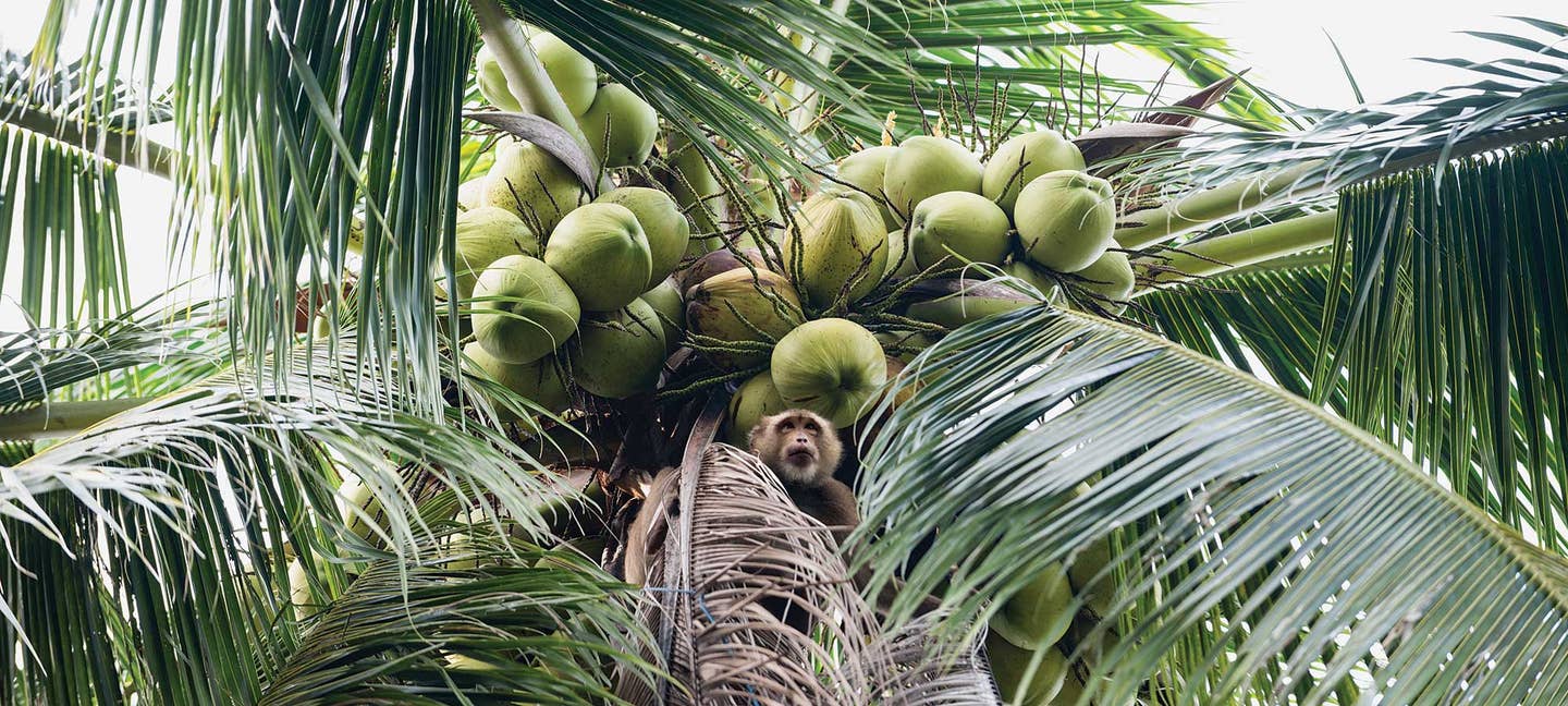 On This Thai Island, Coconut Goes Into Everything