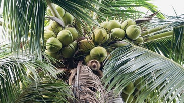 On This Thai Island, Coconut Goes Into Everything