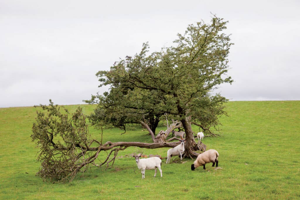 animals in a field