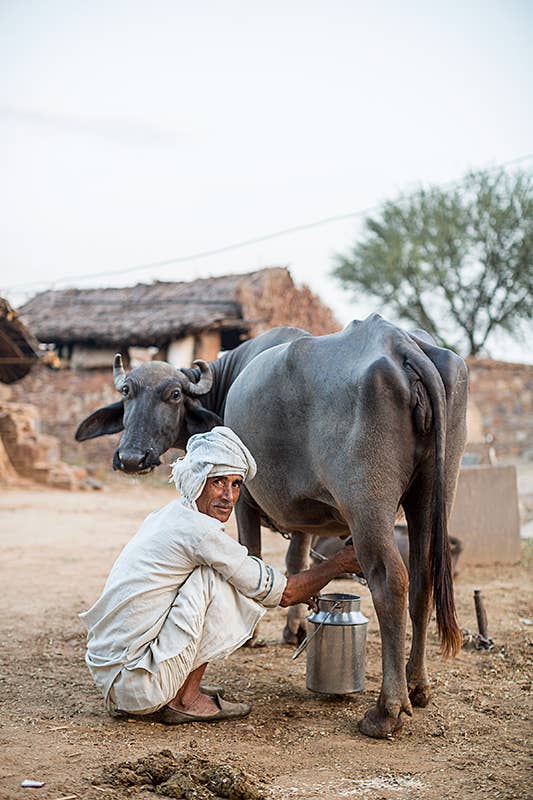 north-india-alwar-region-agriculture