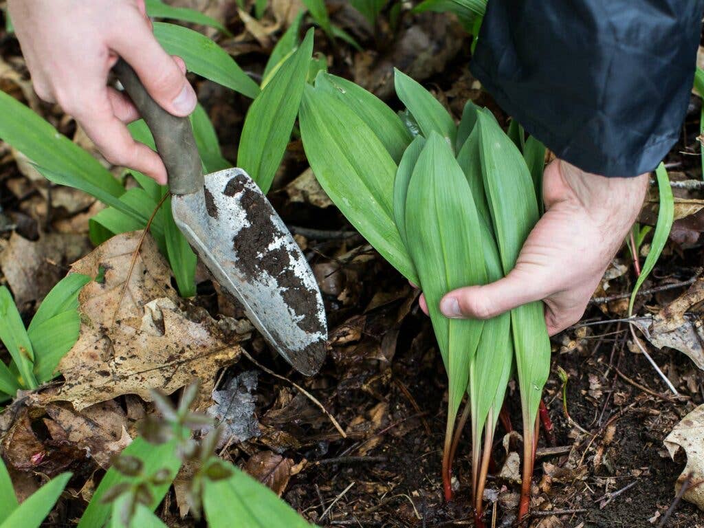 ramp foraging digging