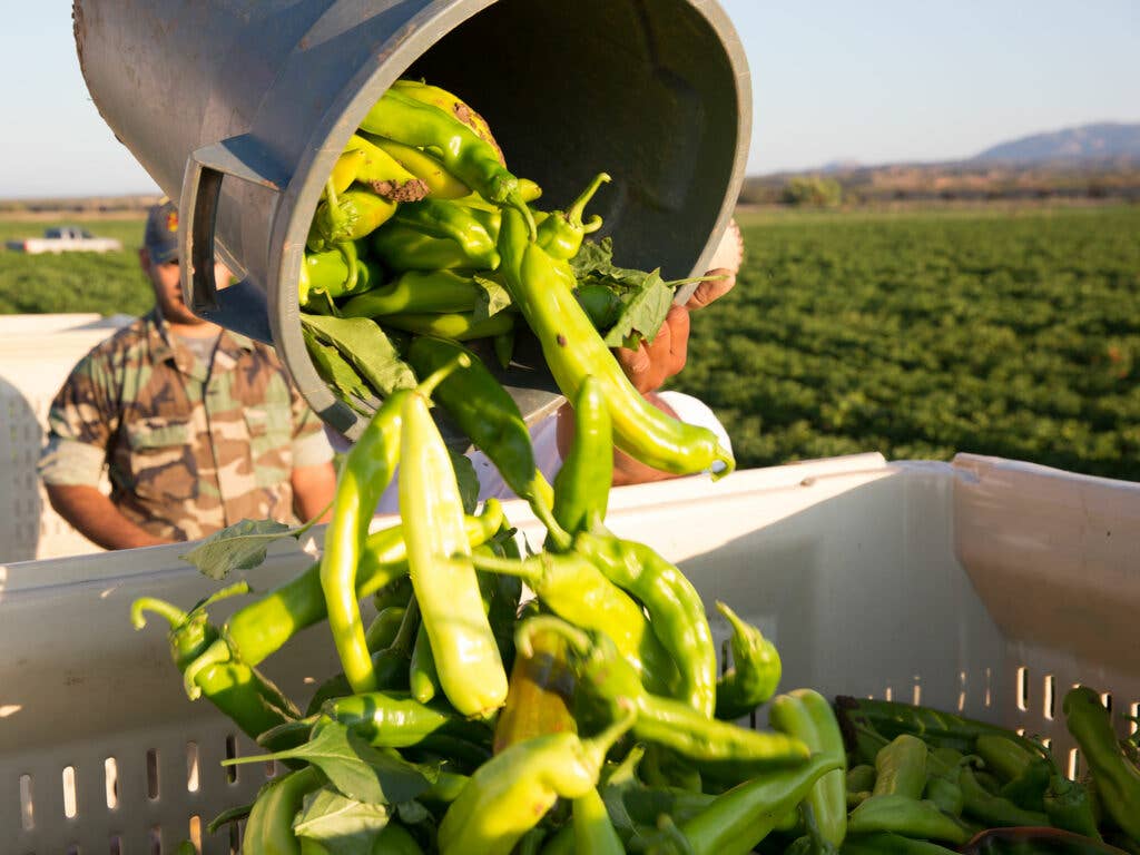 Hatch chile crop