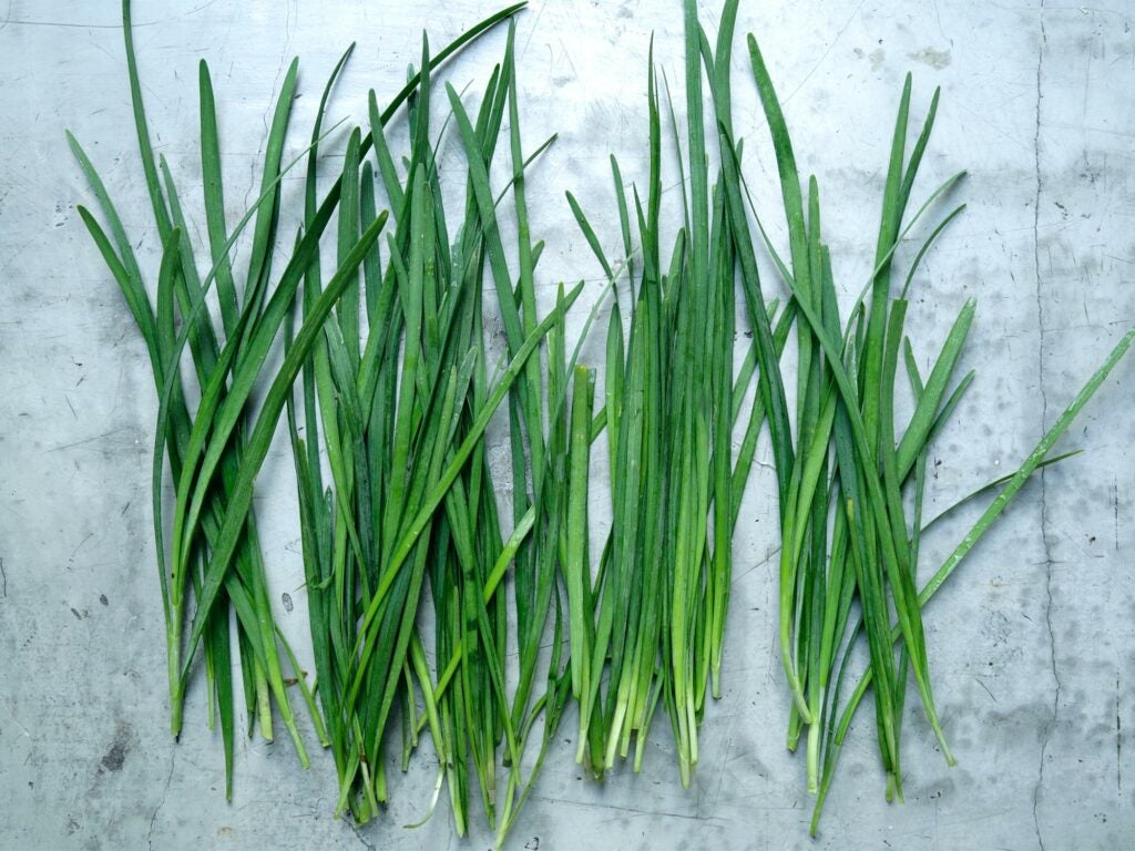 Garlic chives