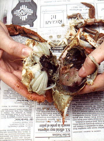 httpswww.saveur.comsitessaveur.comfilesimport2007images2007-1237-How-to-Pick-a-Crab_3.jpg