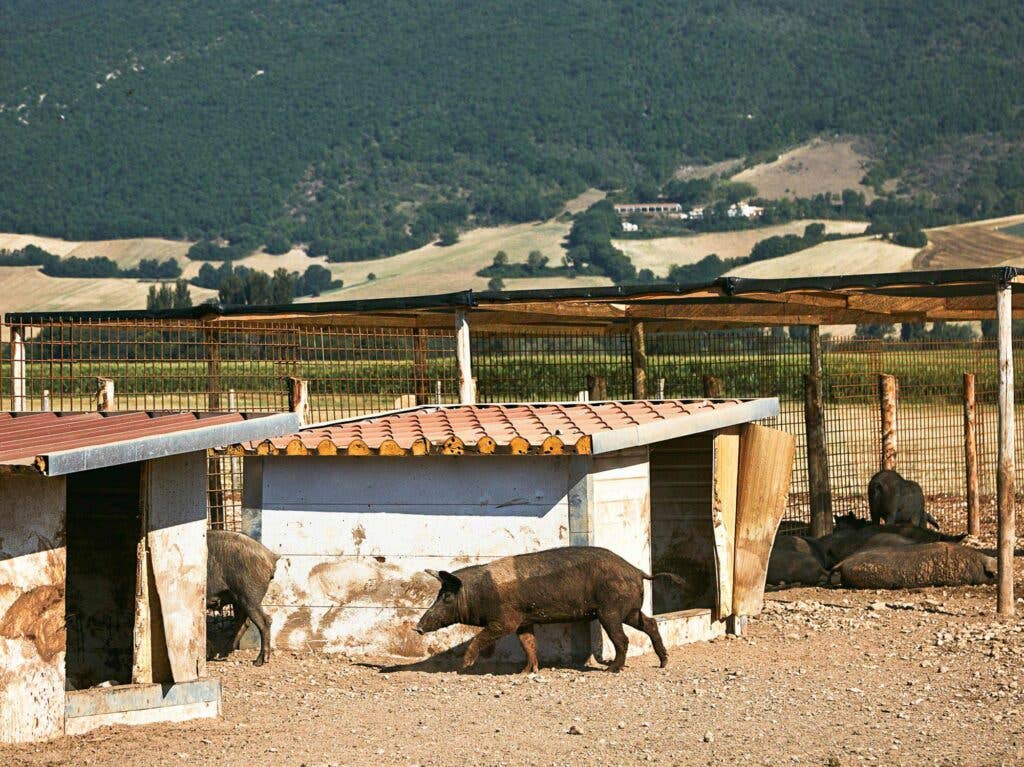 castelluccio pigs