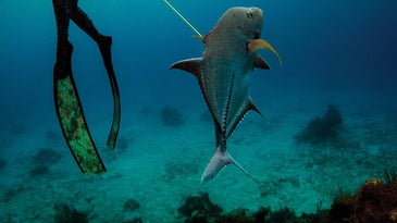 This Award-Winning Spearfisher Catches Dinner 75 Feet Under Water