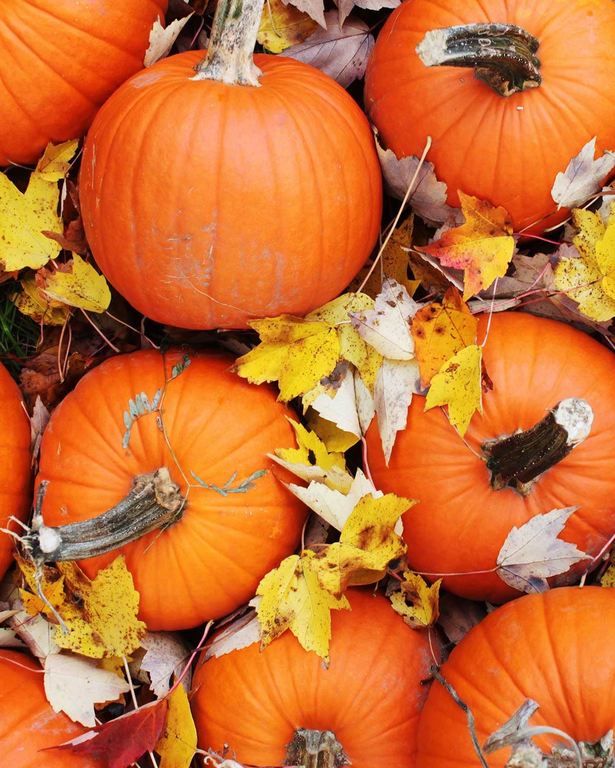 The Contrarian’s Guide to Legitimately Delicious Pumpkin Beer