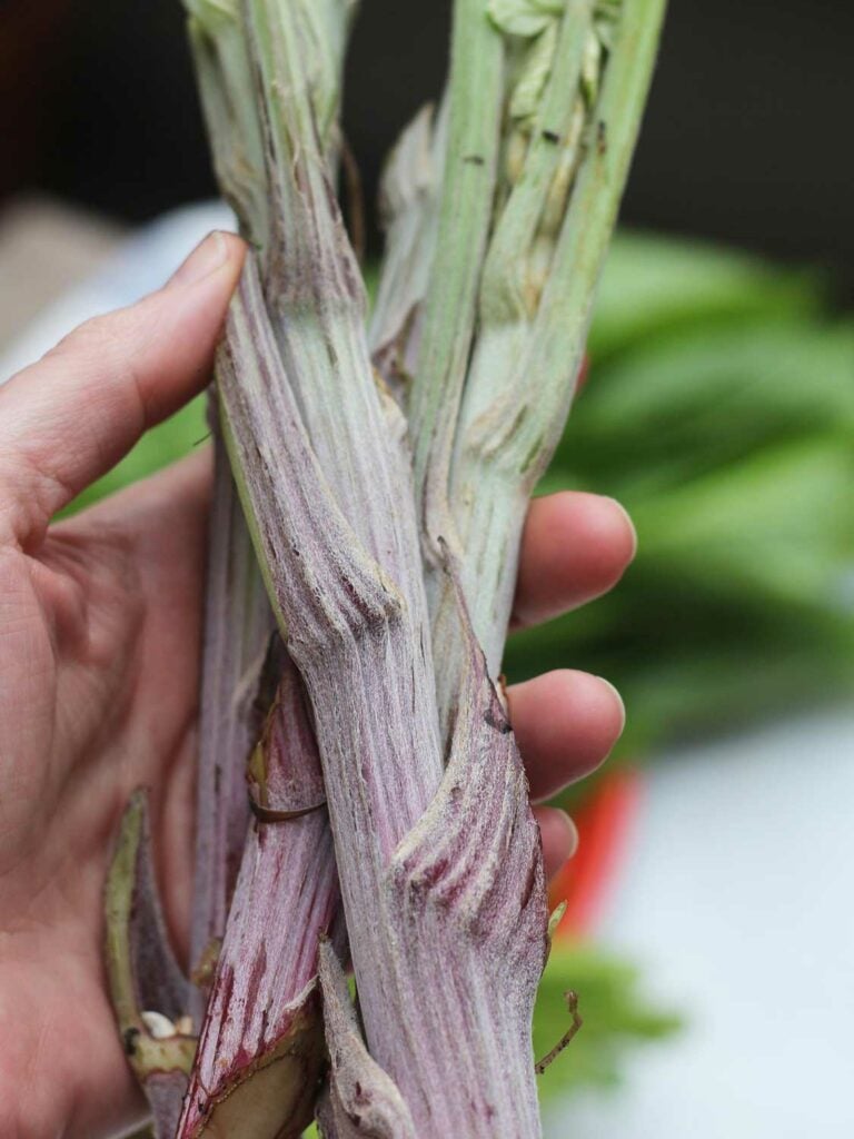 Burdock root, *Arctium lappa*