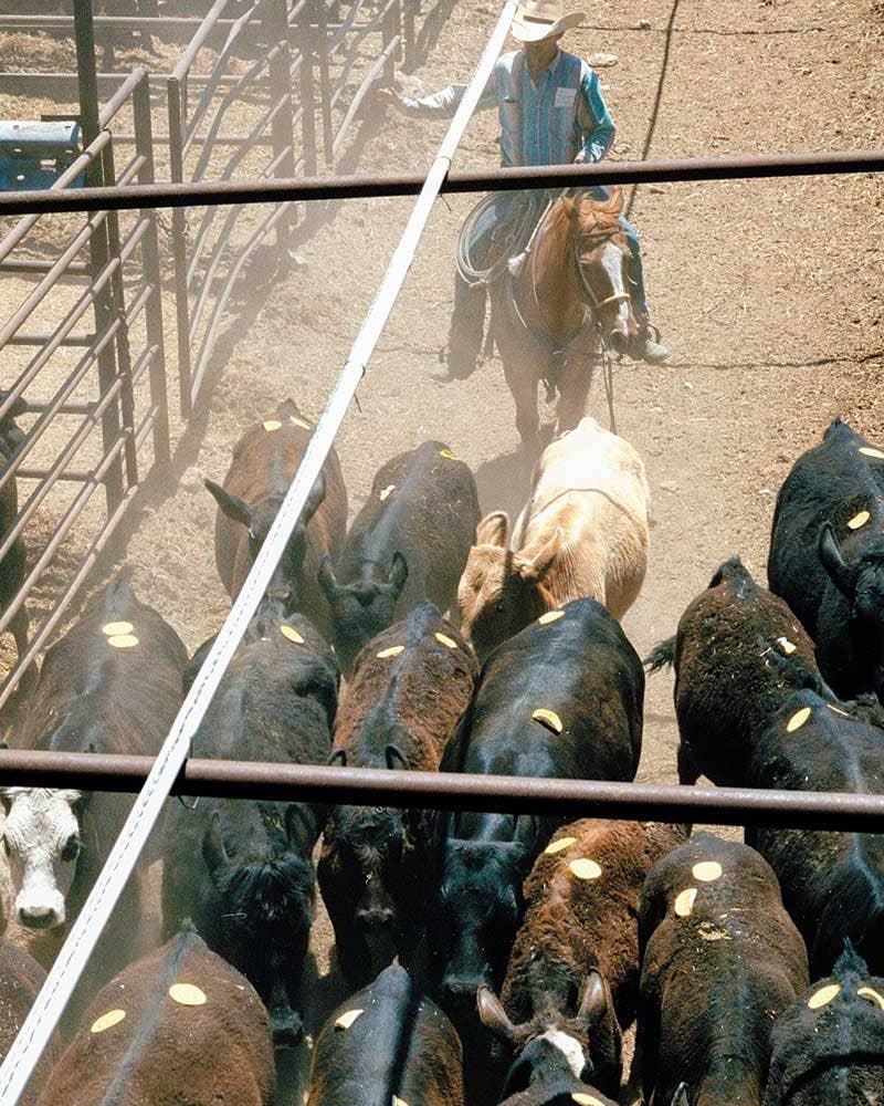 A Day With the Texas Law Man Who Catches Cattle Thieves