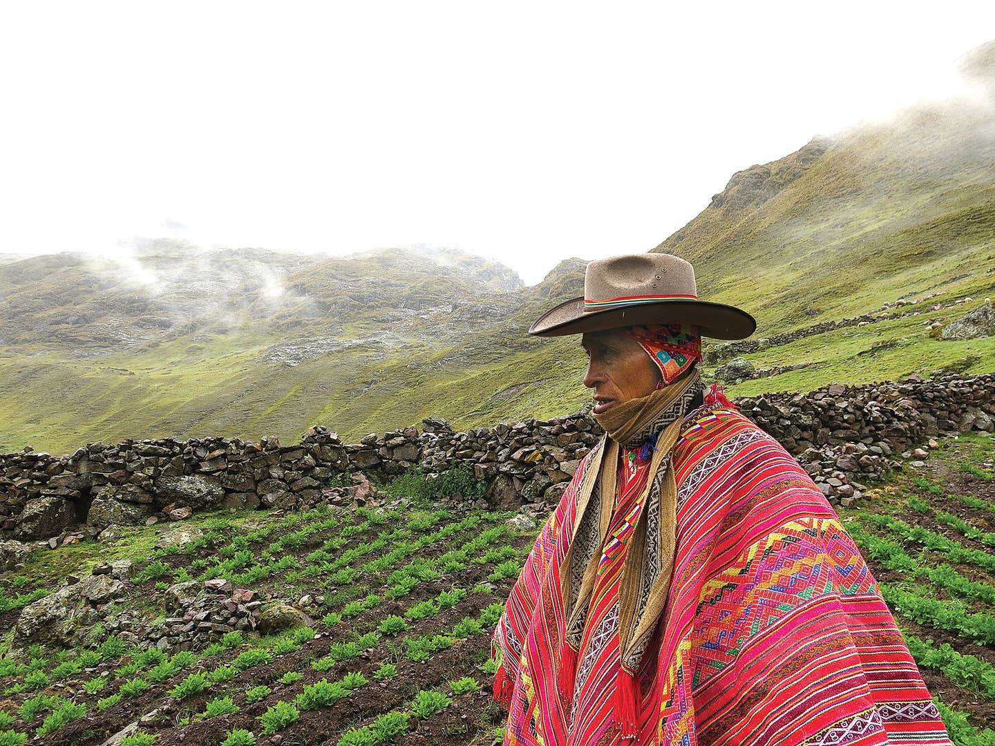 How a Peruvian Farmer is Growing 180 Kinds of Potatoes