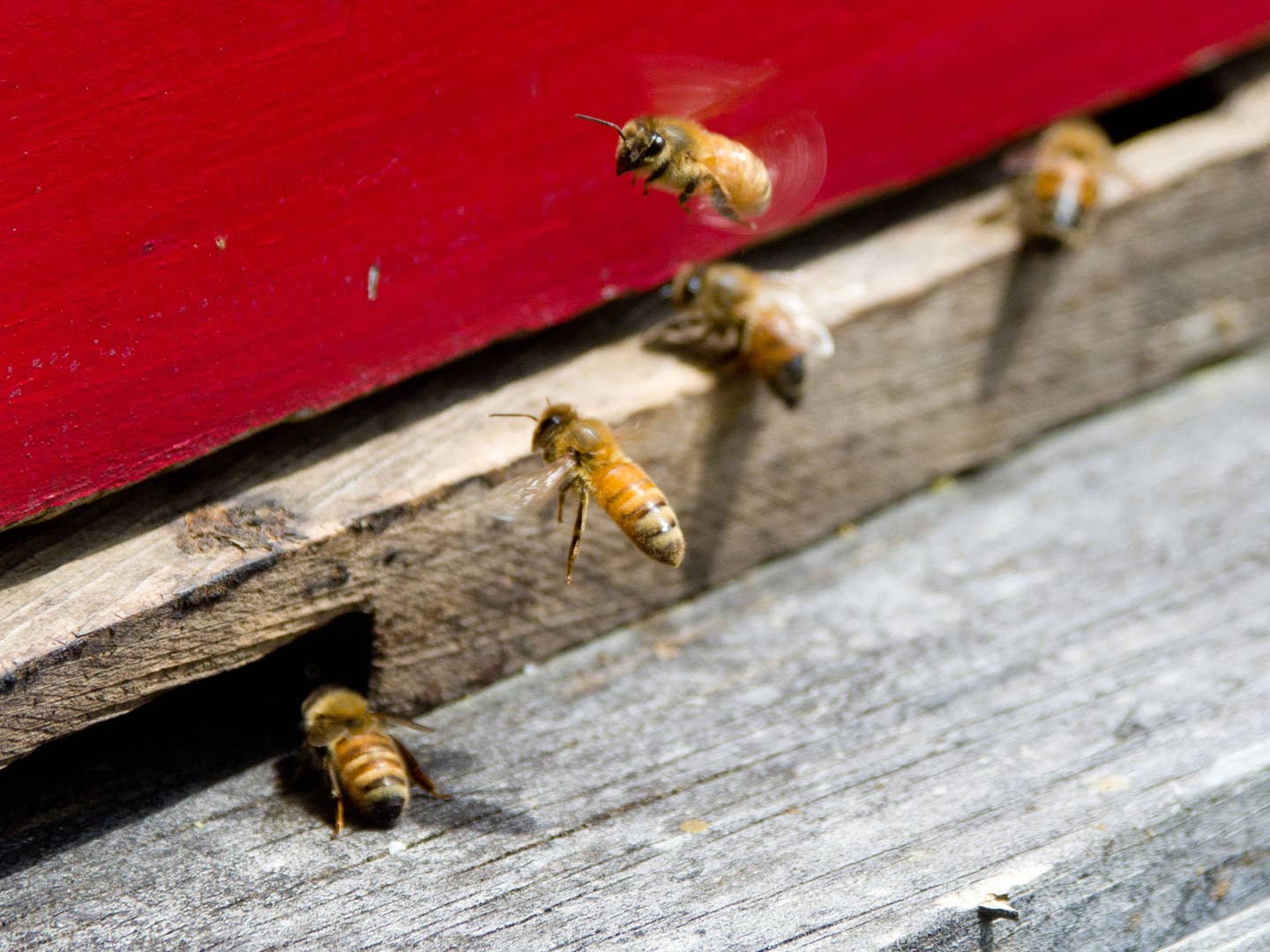 How Scientists Are Racing to Save Our Bees | Saveur