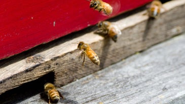 How Scientists Are Racing to Save Our Bees