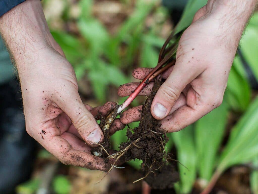 ramp foraging roots