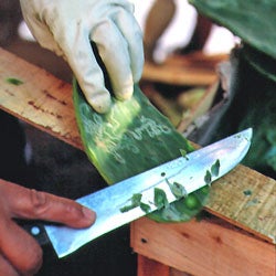 Preparing Cactus Paddles