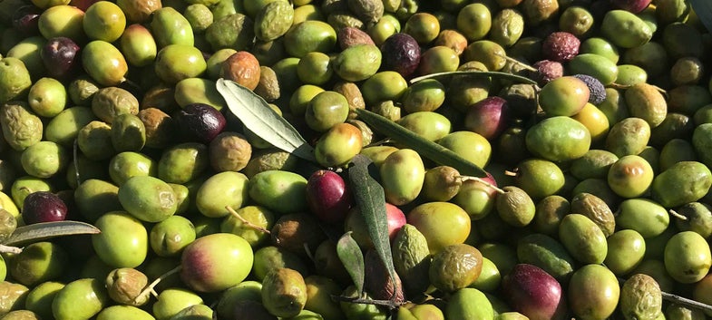 Spanish Olives
