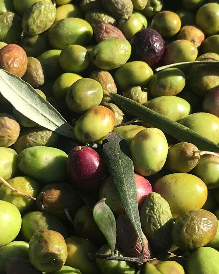 In Spain, Trackable Olives Help Farmers Catch Midnight Thieves Spanish Olives