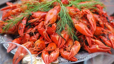How to Survive a Finnish Crayfish Party