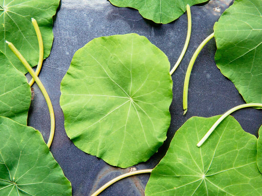 Nasturtium