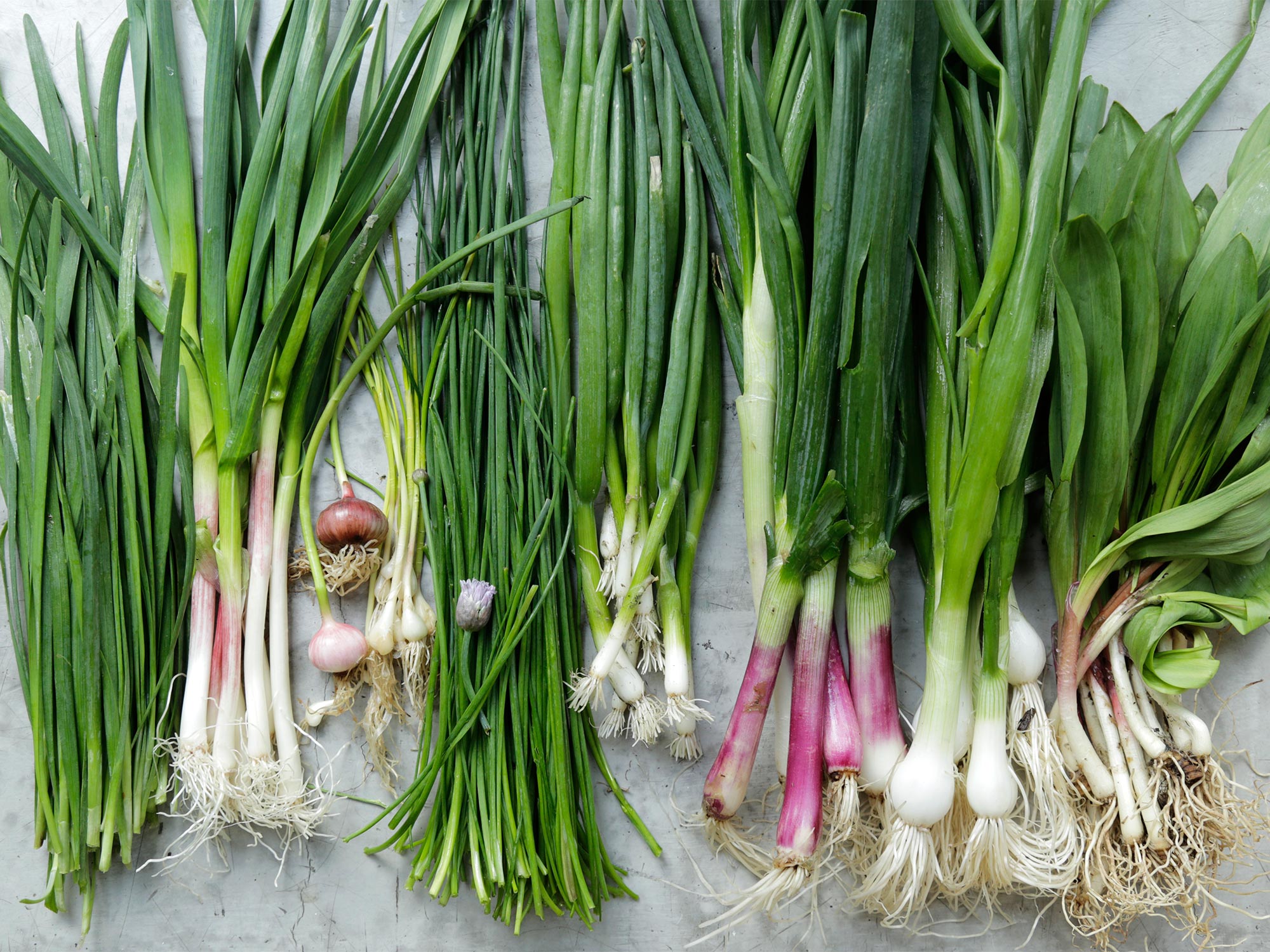 Shallots vs Green Onions - The Harvest Kitchen