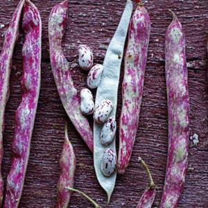 httpswww.saveur.comsitessaveur.comfilesimport2010images2010-07shucking-beans300.jpg