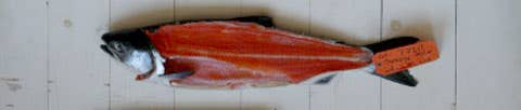 httpswww.saveur.comsitessaveur.comfilesimport2008images2008-05634-112_know_your_salmon_5_480.jpg