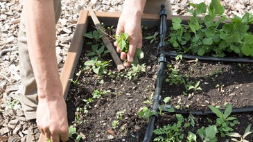 Building a Garden: All About Weeding