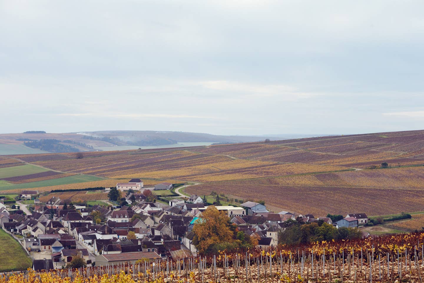 Adam Gollner on the Basics of Chablis—and How to Visit
