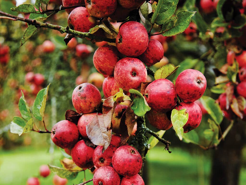 Eric Bordelet's apple orchard