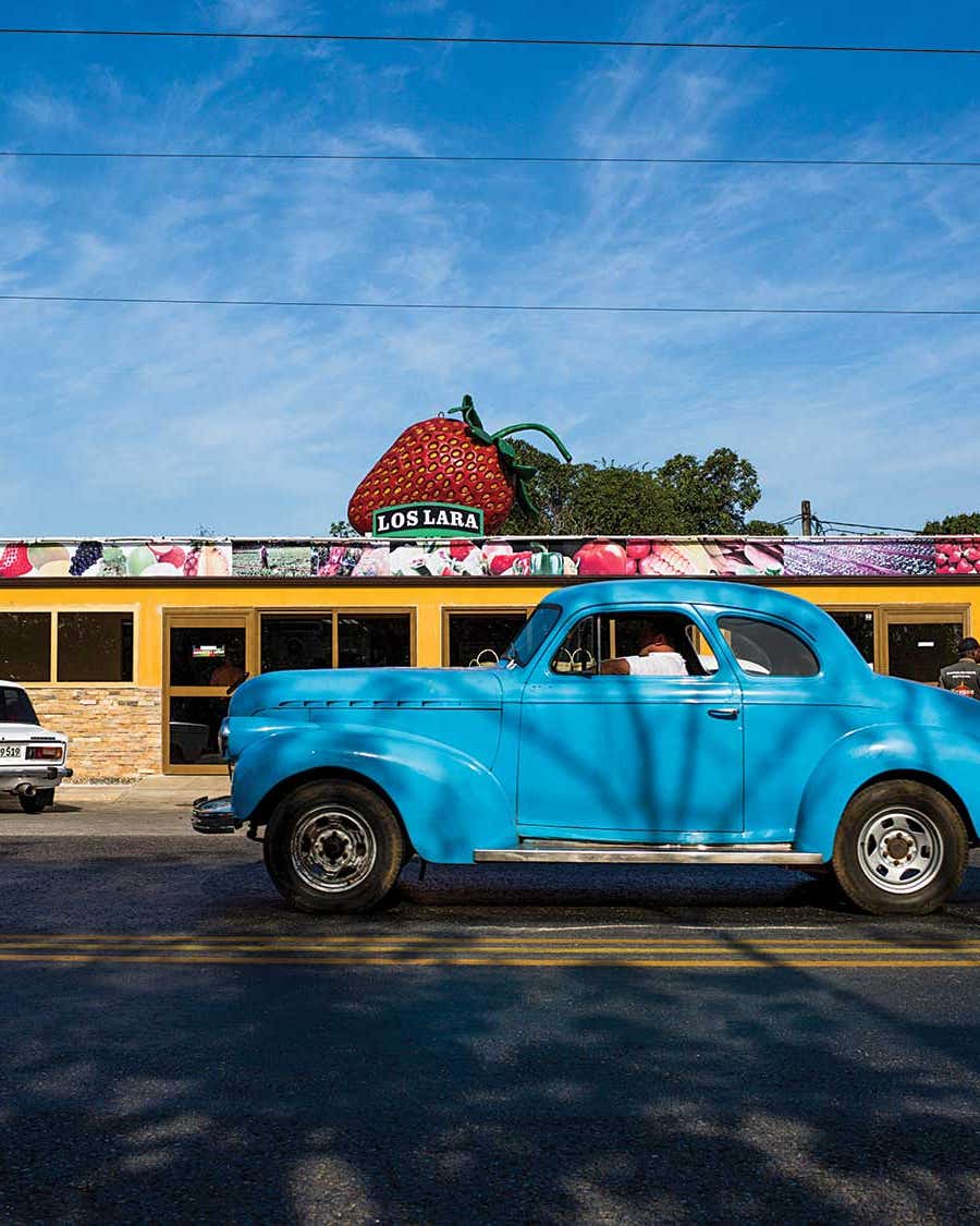 Meet Cuba’s Strawberry Whisperer strawberries in cuba