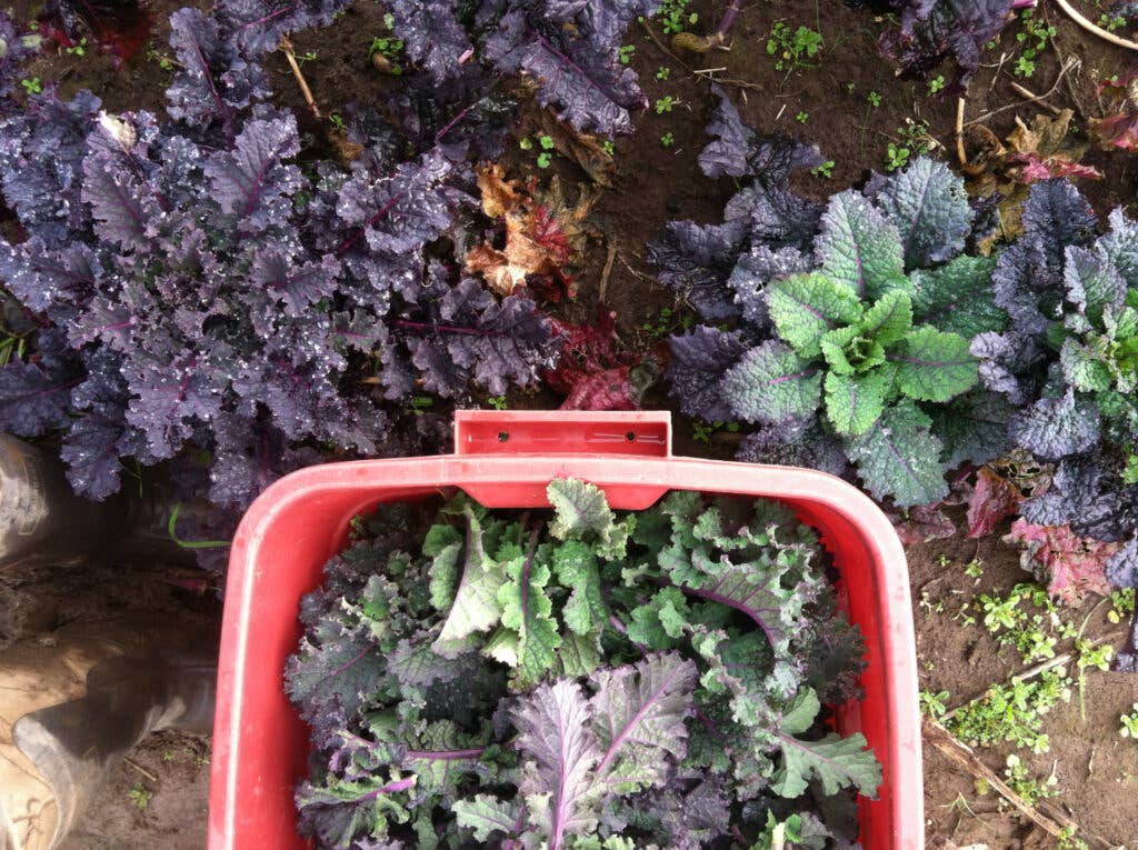 Grow Your Own Salad