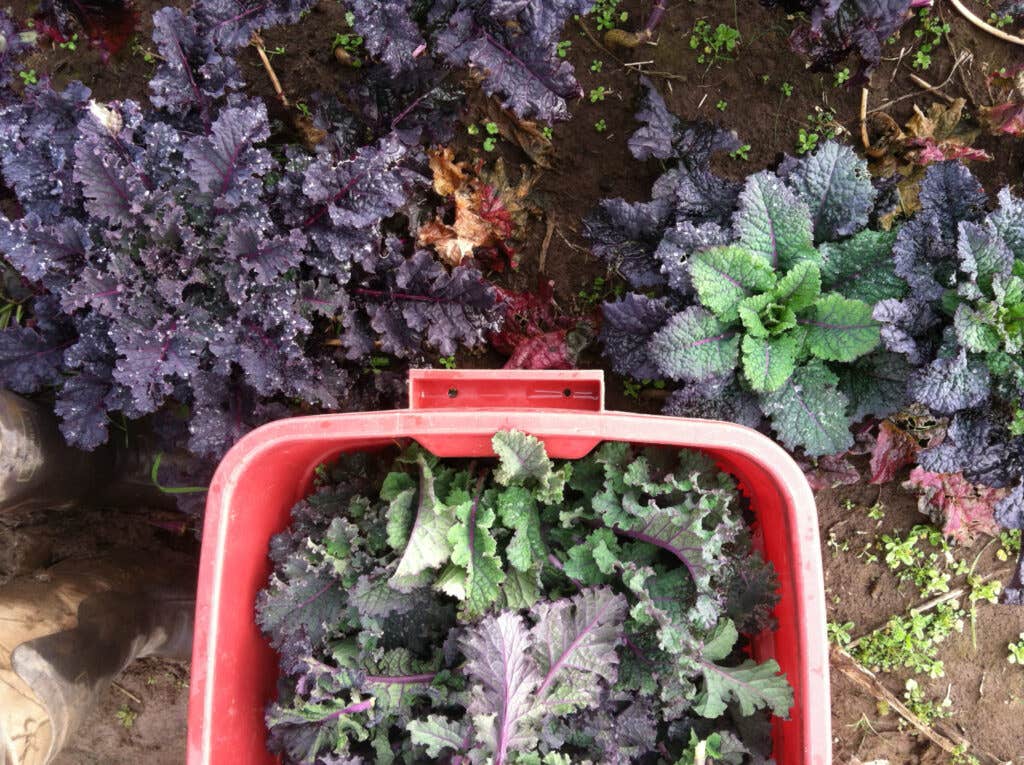 Grow Your Own Salad Grow Your Own Salad