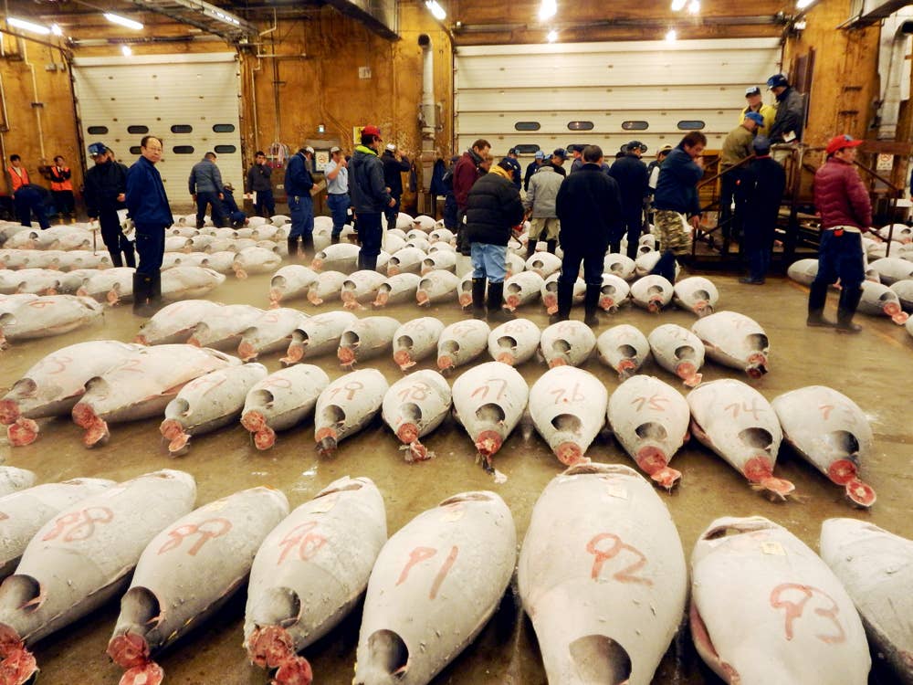 Tokyo, Tsukiji Market, Frozen Tuna