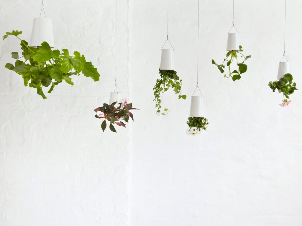 Boskke sky planter