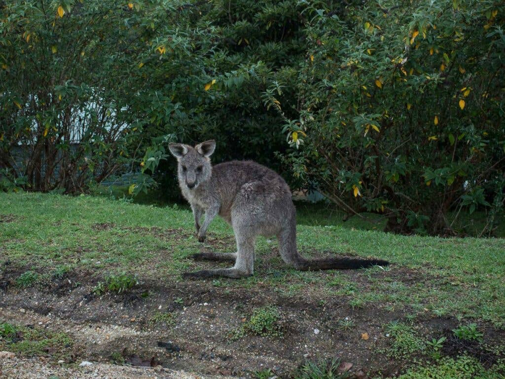 wallaby