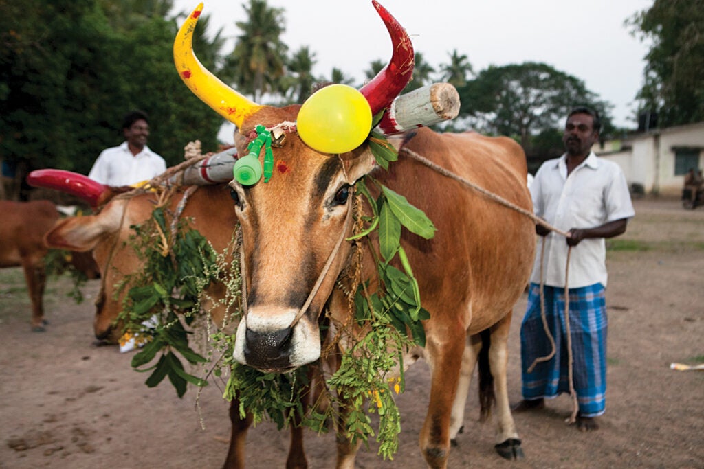 Pongal in Tamil Nadu, India