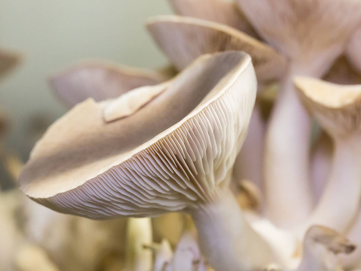 A Trip to the Alien Planet That Grows America’s Mushrooms